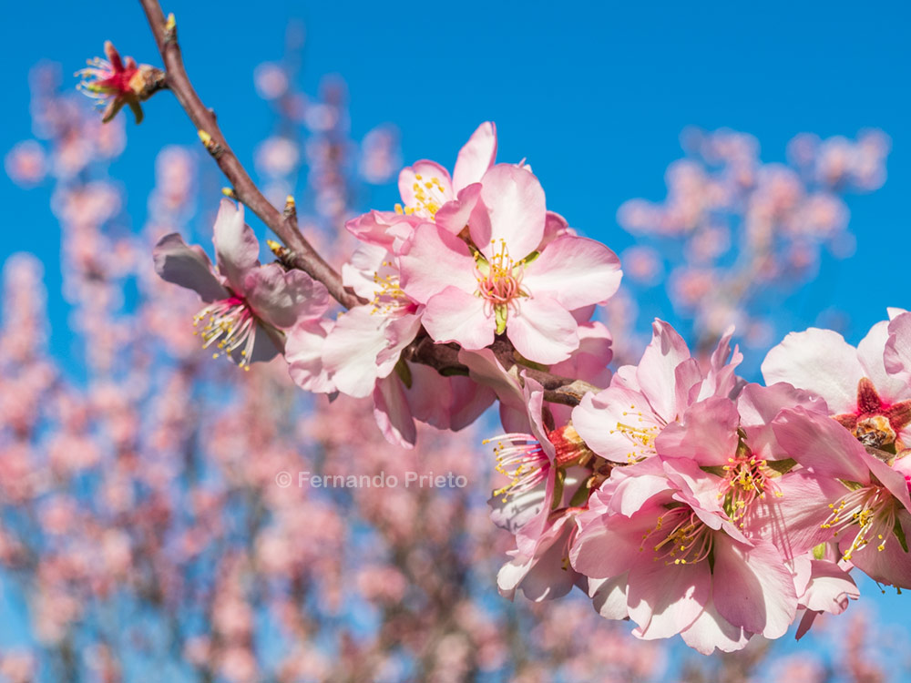 Flor de almendro en Mallorca