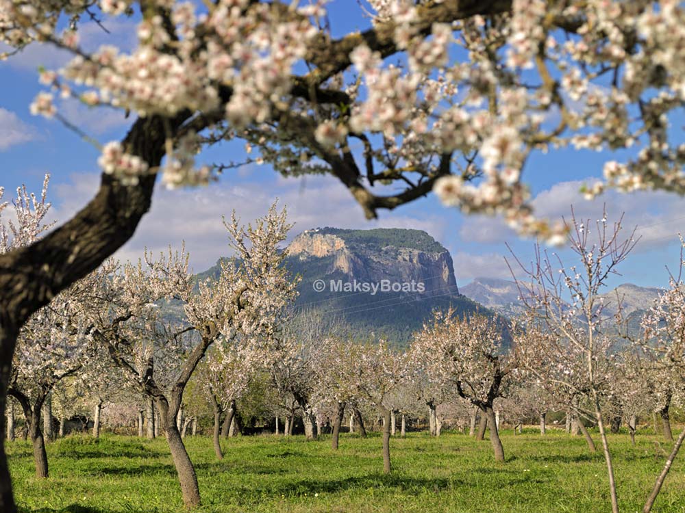 Flor de almendro en Mallorca